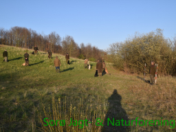 Hundetræning forår 2015